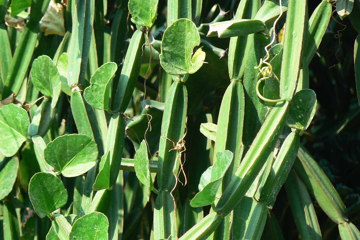 Cissus Quadrangularis