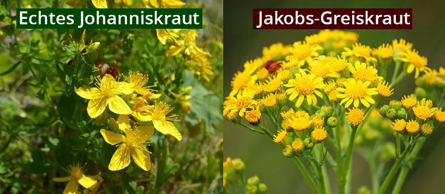 Johanniskraut verwechslung Jakobs-Greiskraut